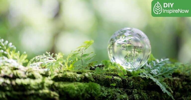 วันป่าไม้โลก, ป่าไม้ผลัดใบ คือ