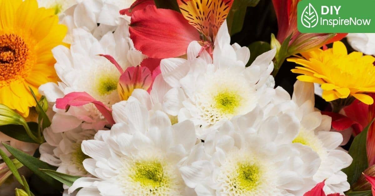 ดอกไม้ประจำราศี สากล, ดอกไม้ประจำราศี