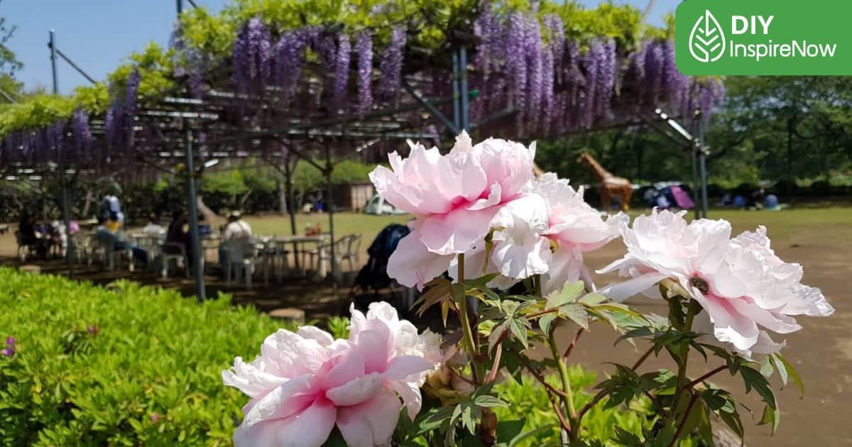 ดอกไม้ ญี่ปุ่น ความหมาย, ดอกไม้ ญี่ปุ่น