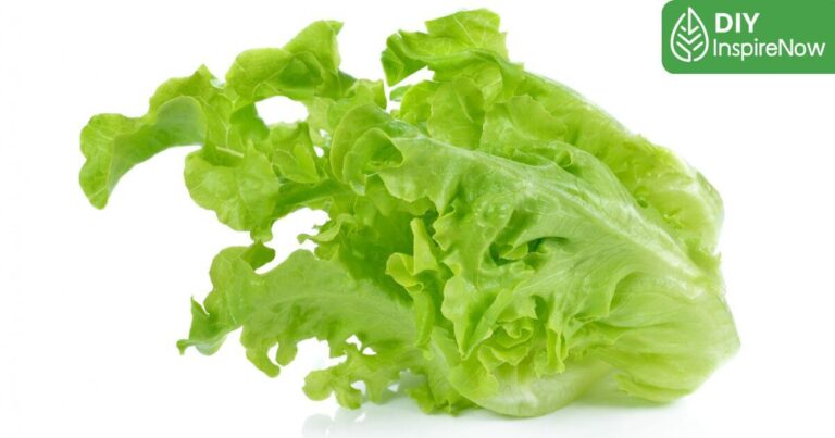 วิธีเก็บผักสลัด