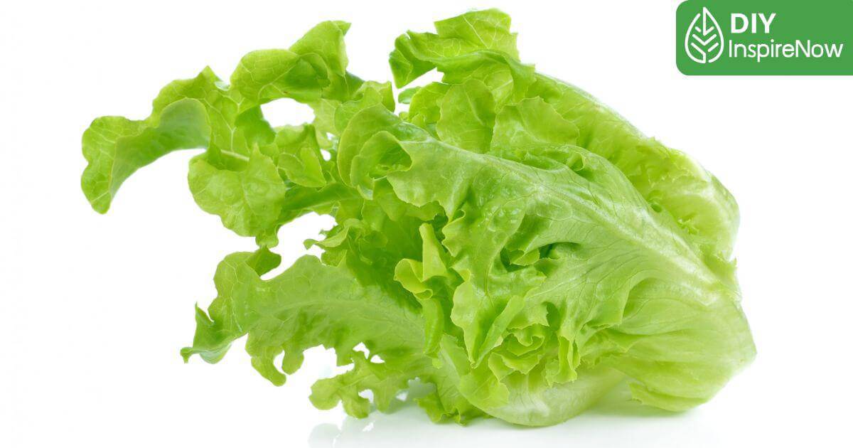 วิธีเก็บผักสลัด