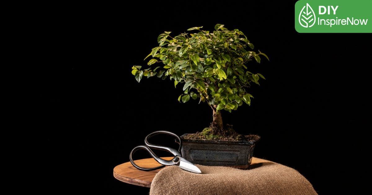 วิธีปลูกบอนไซ