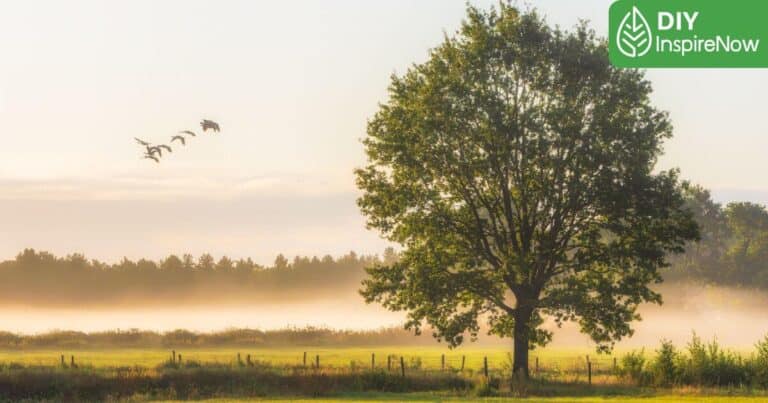 ต้นไม้ให้ร่มเงาโตไว