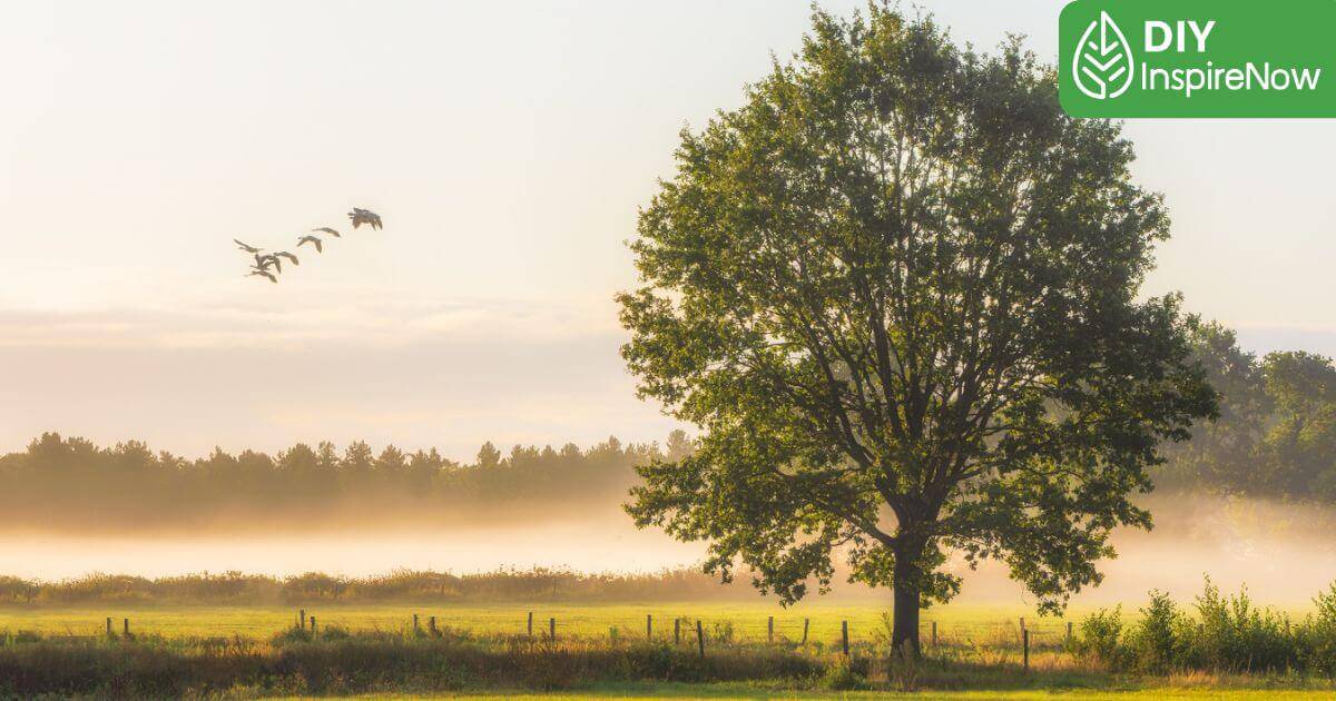 ต้นไม้ให้ร่มเงาโตไว