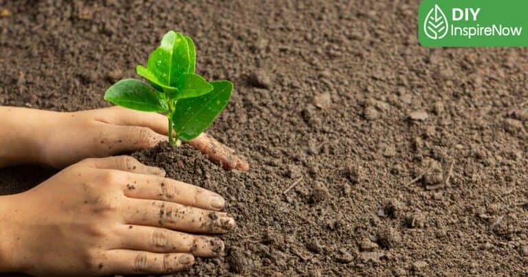 จิตอาสาปลูกป่า