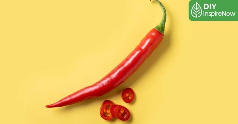 วิธีปลูกพริกจากเมล็ด