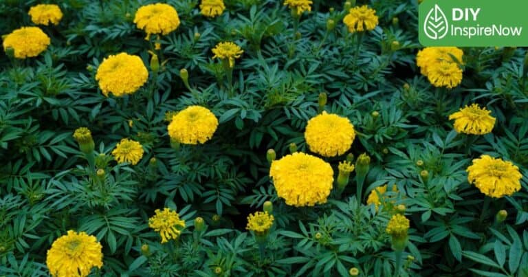 วิธีปลูกดาวเรือง