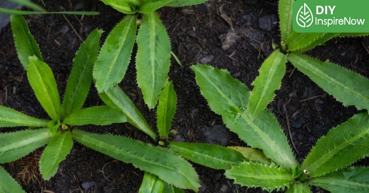 การปลูกผักชีฝรั่ง