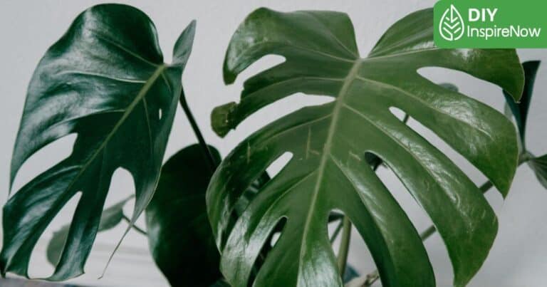 มอนสเตอร่าขยายพันธุ์