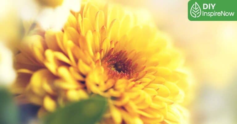 ดอกไม้สีเหลือง ทนแดด