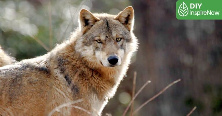 Spirit Animal คือ, Spirit Animal