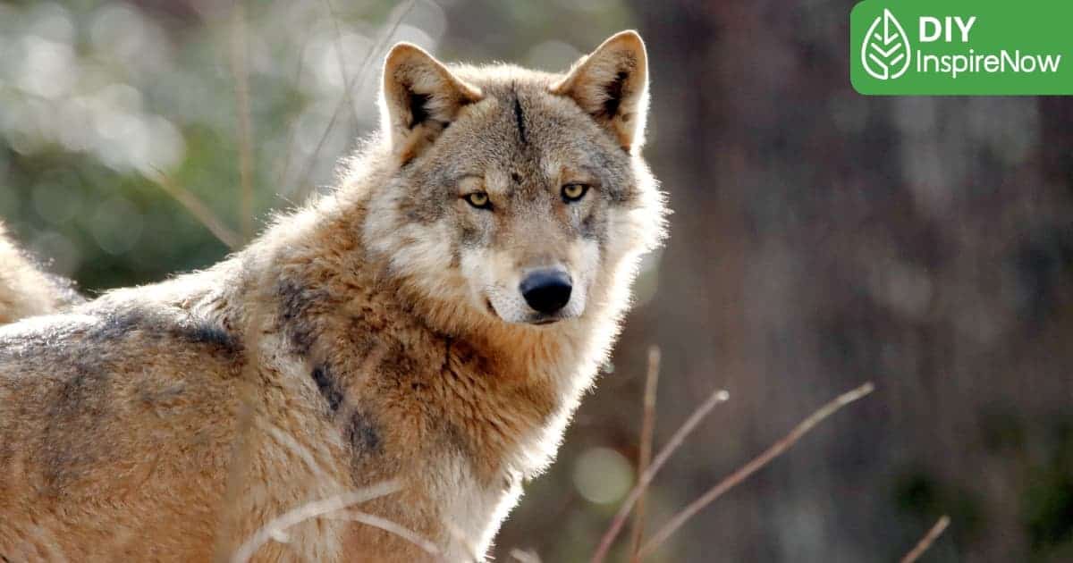 Spirit Animal คือ, Spirit Animal